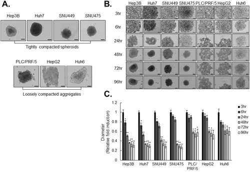 HCC cell lines differ in spheroid-forming capacity.