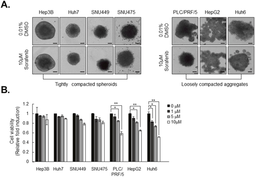 Tightly compacted spheroids show strong resistance to sorafenib compared to loosely compacted aggregates.
