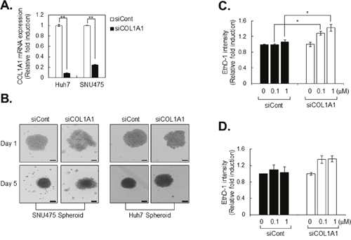 Drug sensitivity is increased in COL1A1 knockdown HCC cell lines.