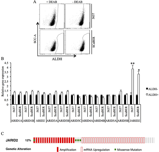 Jarid2 is enriched in TICs of bladder cancer cell lines.