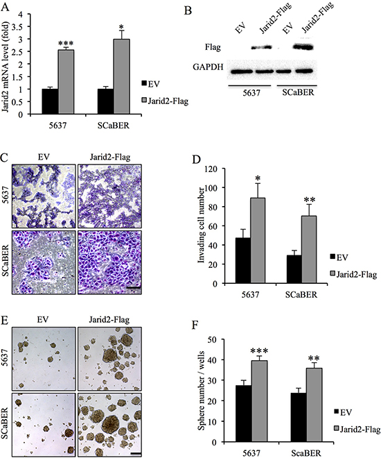 Ectopic over-expression of Jarid2 promotes invasive capacities and sphere-forming ability of bladder cancer cells in vitro.