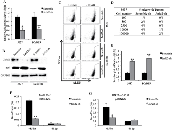 Knockdown of Jarid2 impairs bladder cancer TICs tumorigenicity in vivo.