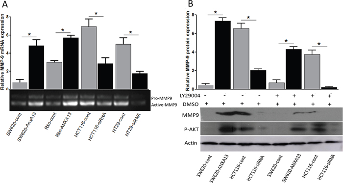 ANXA13 upregulates active MMP-9 through AKT phosphorylation.