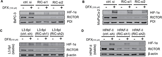 Impact of RICTOR inhibition on HIF-1&#x03B1; expression.