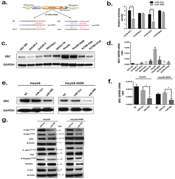 Proto-oncogene SRC kinase is a direct target of miR-940.