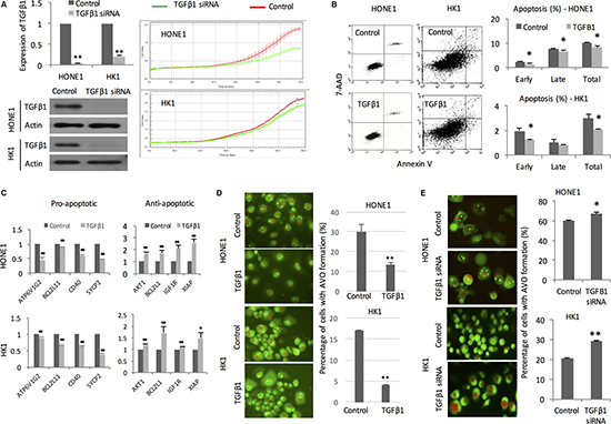 TGF&#x03B2;1 impacts on proliferation, apoptosis, and autophagy.