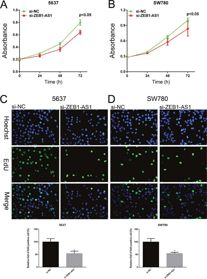 Down-regulation of ZEB1-AS1 inhibited proliferation of bladder cancer cells.
