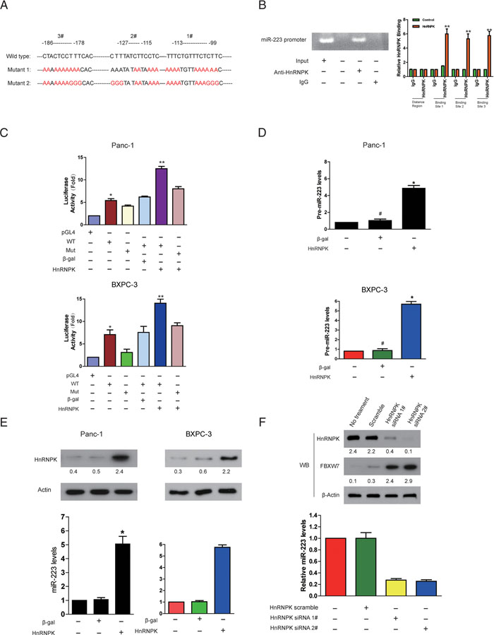 HnRNPK directly binds to miR-223 promoter and transcriptionally stimulates its expression.