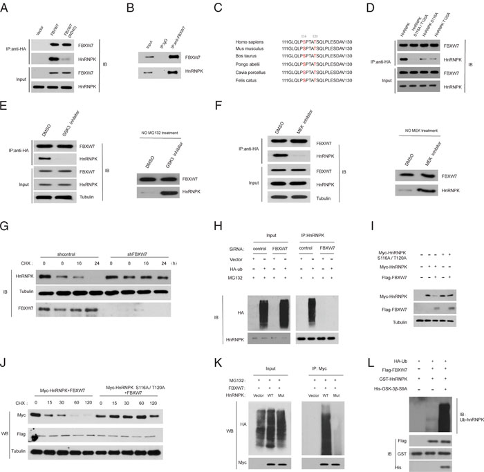 HnRNPK is a substrate of the FBXW7 ubiquitin ligase.