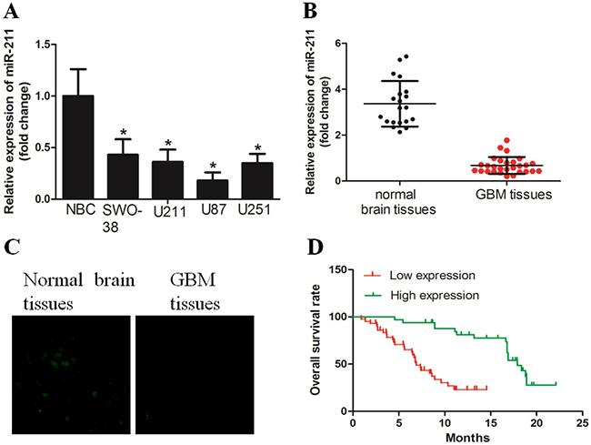 miR-211 expression was downregulated in GBM cell lines and tissues.