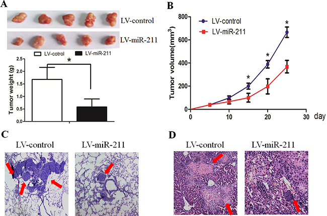 Restoration of miR-211 decreased cell growth and invasion in vivo.