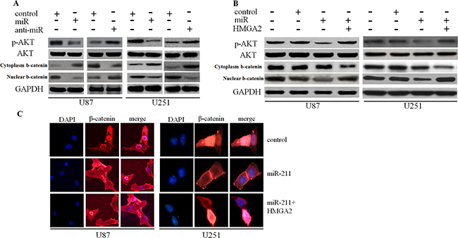 miR-211 inhibited the AKT/&#x03B2;-catenin pathway.