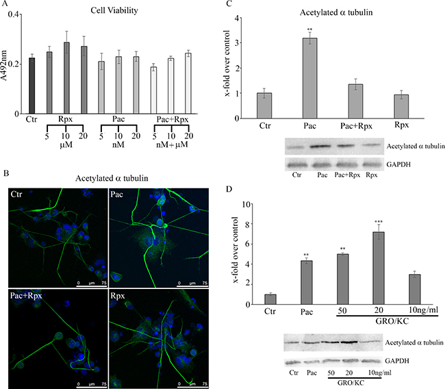 cell viability assay under the different treatments.