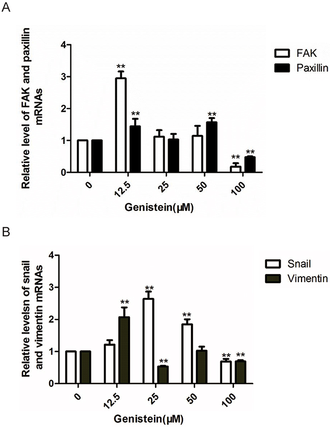 Genistein inhibits the relative mRNA levels of FAK, paxillin,vimentin, and Snail in B16F10 cells (as determined by RT-PCR).