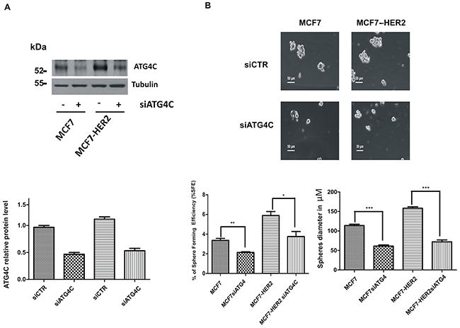 ATG4C expression promotes mammospheres formation.