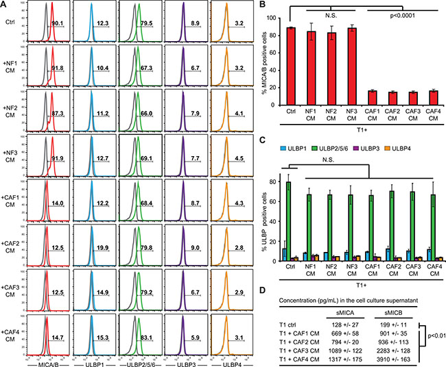 Conditioned media from melanoma-associated fibroblasts decrease MICA/B expression at the surface of tumor cells.