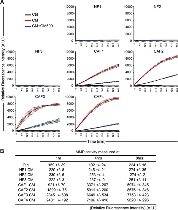 Conditioned media from melanoma-associated fibroblasts contain a high level of active matrix metalloproteinases.