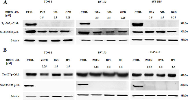 Expression and phosphorylation status of CrkL and S6 ribosomal protein in Ph+ B-ALL cell lines.