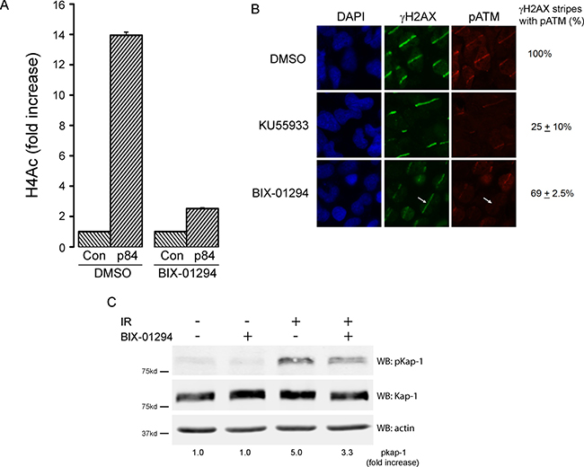 BIX-01294 blocks H3K9me3-dependent DNA damage signaling.