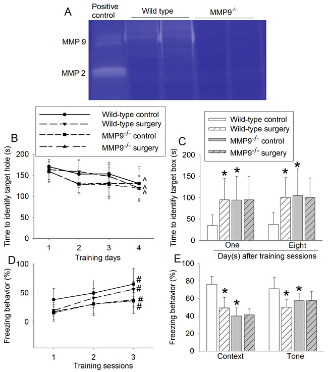 Effects of surgery on learning and memory in wild-type and MMP9