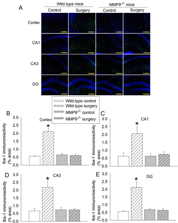 Effects of surgery on Iba-1 expression in wild-type and MMP9