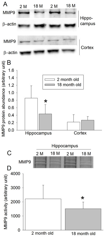 Effects of age on MMP9 protein expression and activity in wild-type mice.