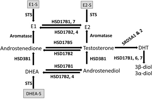 Schematic representation of the enzymatic conversion of sex steroids in breast tissue.