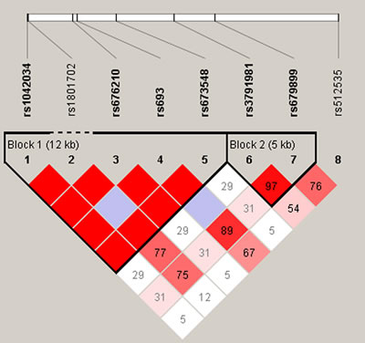 D&#x2019; linkage map for the 8 SNPs in