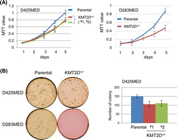 KMT2D deficiency affects proliferation of medulloblastoma cell lines.