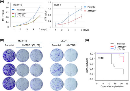 KMT2D deficiency affects proliferation of colorectal cell lines.