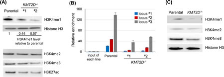 KMT2D regulates H3K4 monomethylation and is associated with enhancer elements.