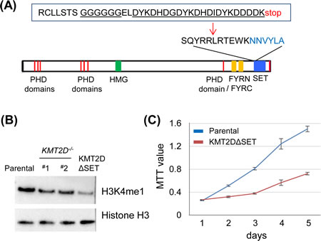 The enzymatic SET domain of KMT2D is required for effective H3K4 monomethylation in vivo.