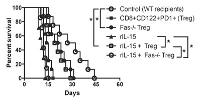 Fas-deficiency in CD8+CD122+PD-1+ Tregs or administration of rIL-15 enhances their suppression of skin allograft rejection in wild-type mice.