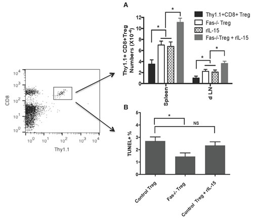 Fas-deficiency or administration of IL-15 expands CD8+CD122+PD-1+ Tregs.