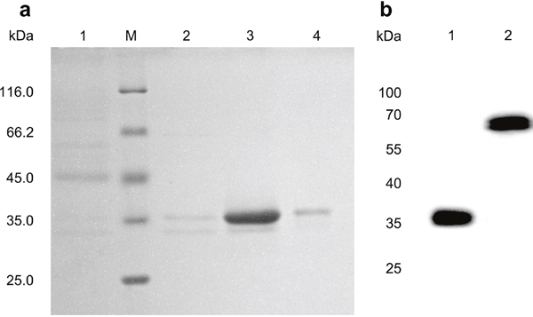 Purification and identification of the ds-Diabody against bFGF by SDS-PAGE and western-blot.