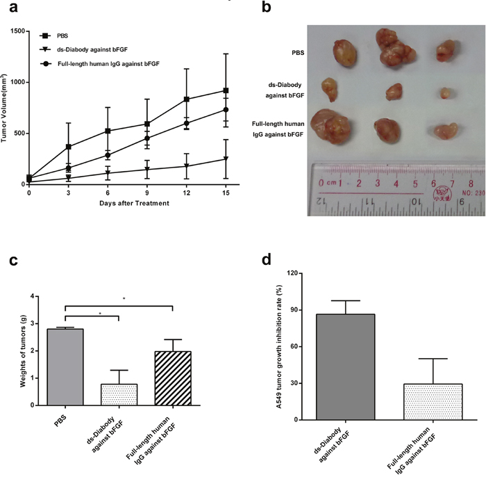 The inhibition of tumor growth by the ds-Diabody against bFGF in mice model.