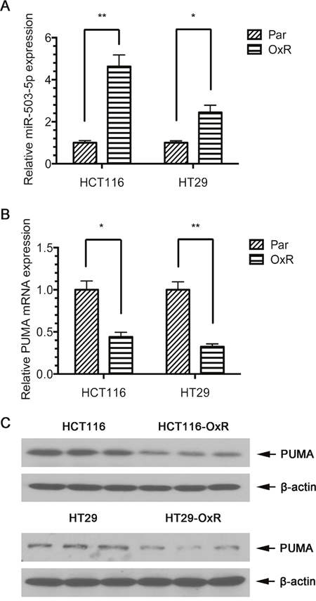Expression of miR-503-5p and PUMA in human CRC cell lines.