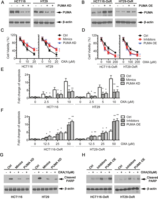 Modulation of miR-503-5p expression altered the sensitivity of CRC cells to oxaliplatin in vitro.