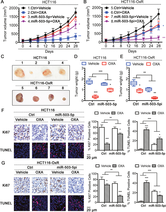 Modulation of miR-503-5p expression altered the sensitivity of CRC cells to oxaliplatin in vivo.