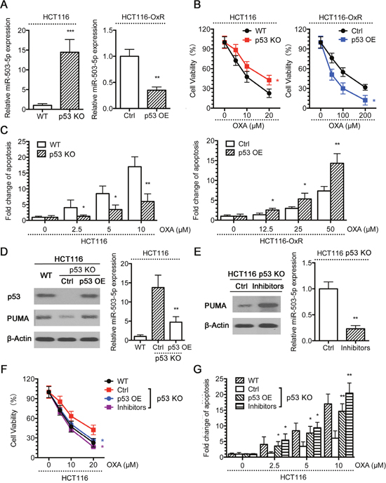 p53 suppresses miR-503-5p expression.