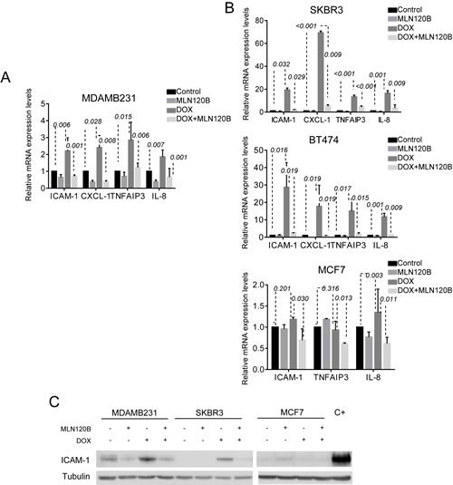 NF-&#x43a;B -driven transcription by doxorubicin differs among breast cancer cells.