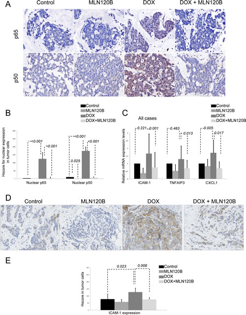 Doxorubicin induces p65/p50 nuclear translocation