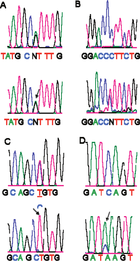 Detection of Smad4 gene mutations.