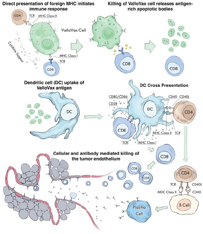 Multiple steps in the ValloVax-induced immune response.