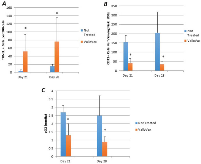 ValloVax induces reduction of tumor endothelial cells and reduces oxygenation.