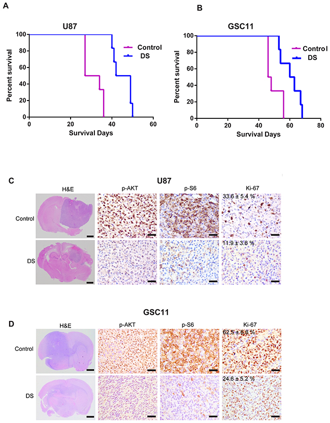 DS7423 suppressed tumor growth and prolonged survival in an orthotopic mouse xenograft model.