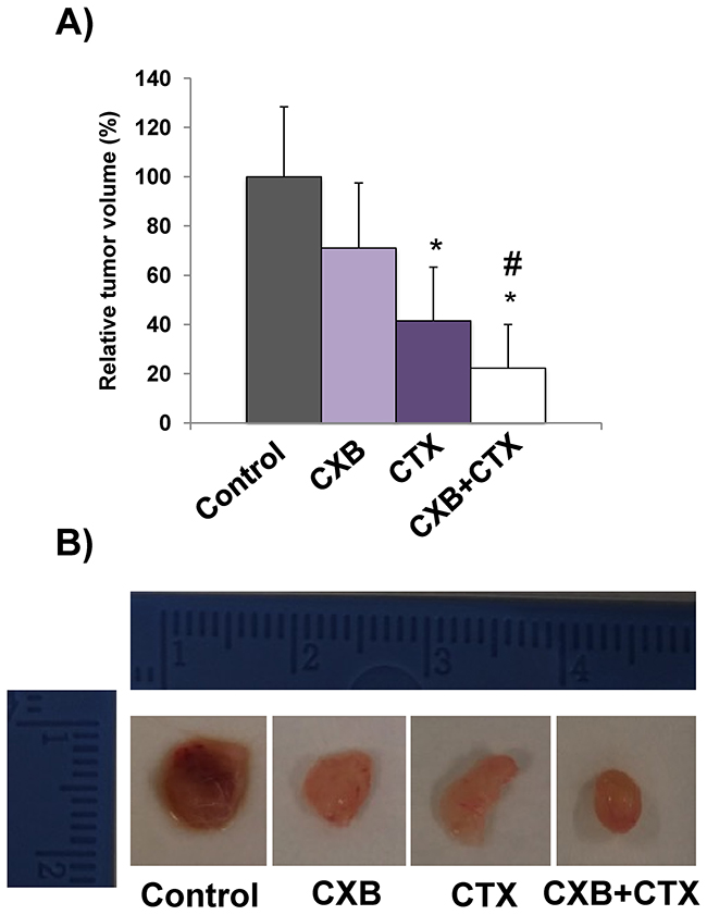 The combination of cetuximab with celecoxib improves the antitumor activity against Caco-2 tumor xenografts.