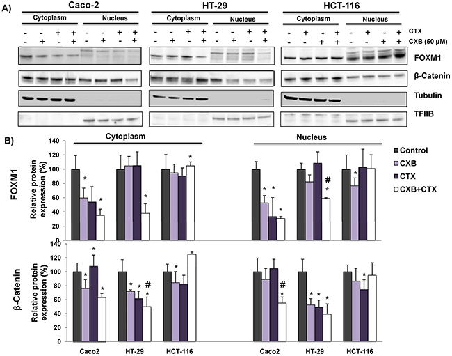 The combined Celecoxib/Cetuximab treatment alters the nuclear levels of &#x03B2;-catenin and FOXM1 in CRC cells.