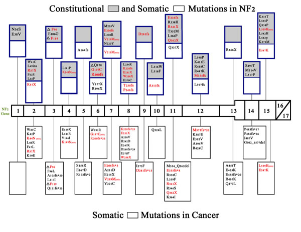 Constitutional and somatic NF2 mutations in neurofibromatosis 2 and somatic NF2 mutations in cancer.