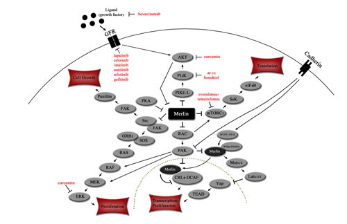 Merlin affects key signaling pathways in the cytoplasm and nucleus.